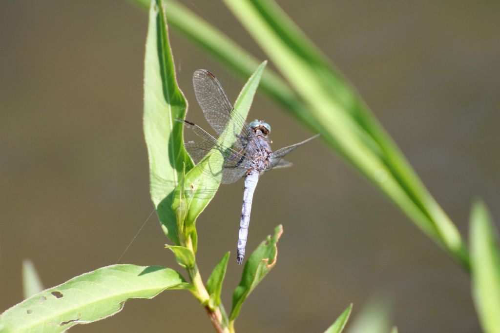 Orthetrum coerulescens